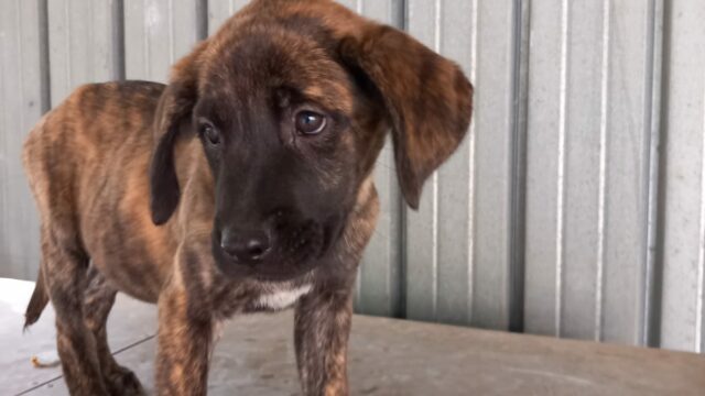 BRANDO cucciolo simil cane corso nato luglio ‘24