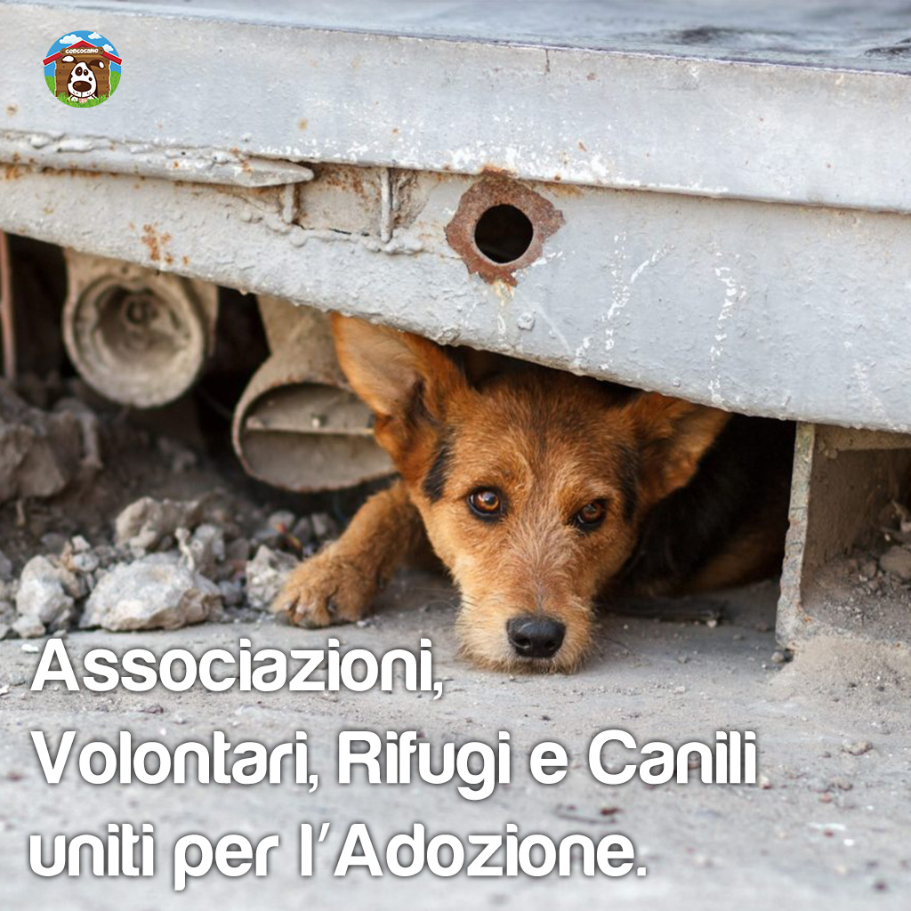 Associazioni, Volontari, Rifugi e Canili uniti per l’Adozione Responsabile