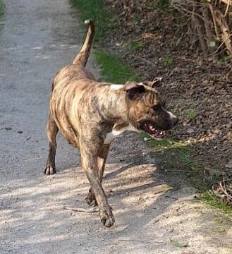 Sono CARLO un cagnolino buono