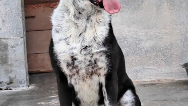 FENICE, dolcissima cagnolona