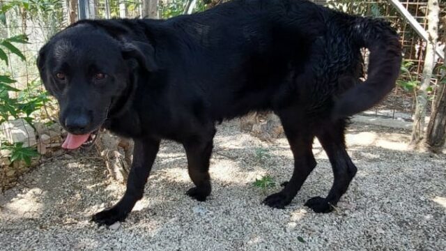 SHAVI buonissimo ragazzotto in cerca di una casa