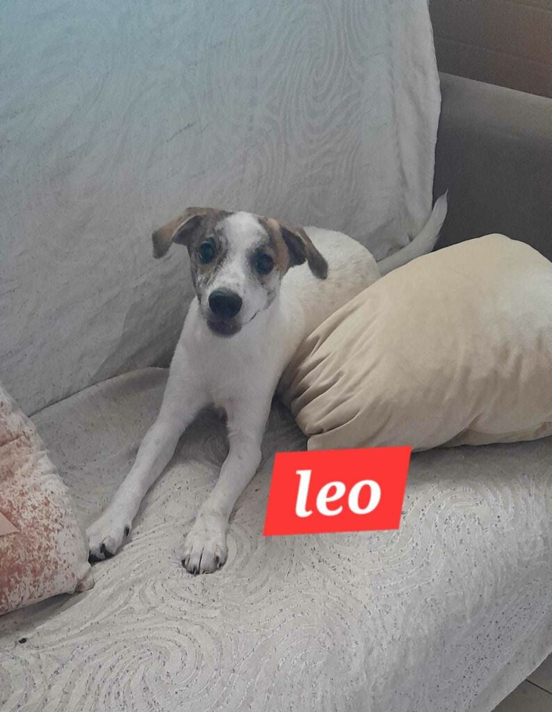 leo