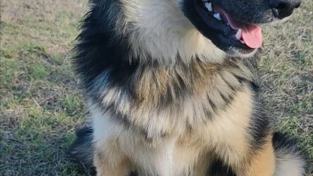 FLORA, cucciolo di collie e pastore tedesco