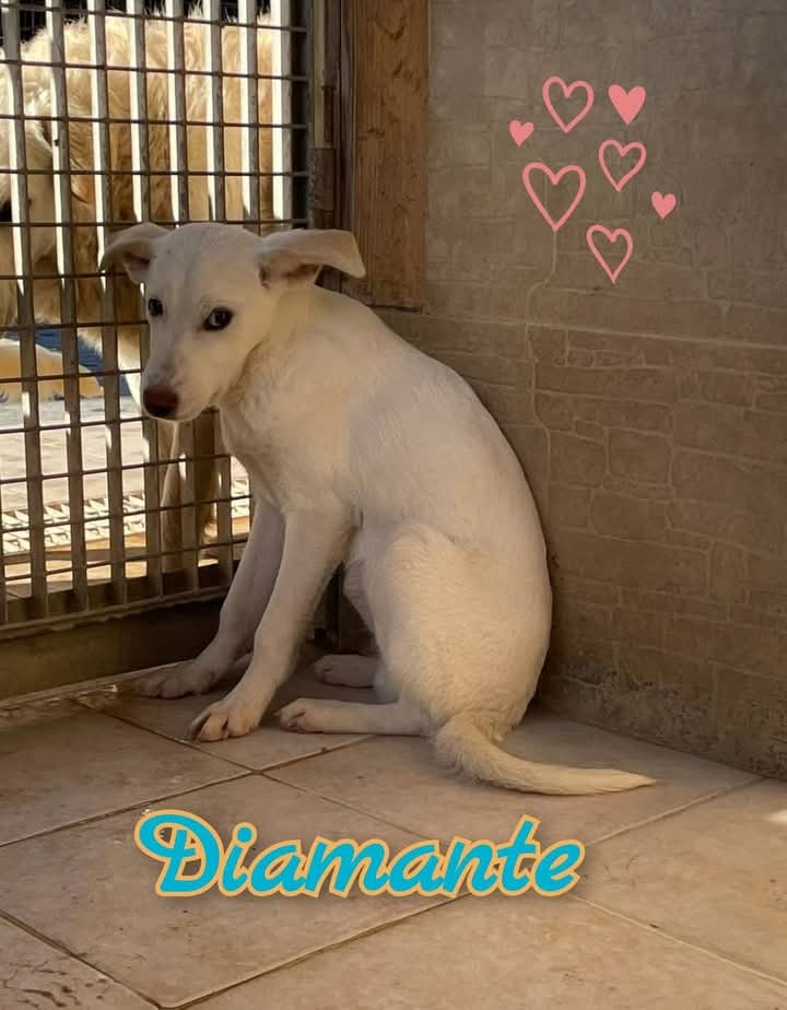 DIAMANTE