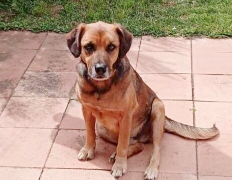 Nico il coccolone cagnolino in adozione