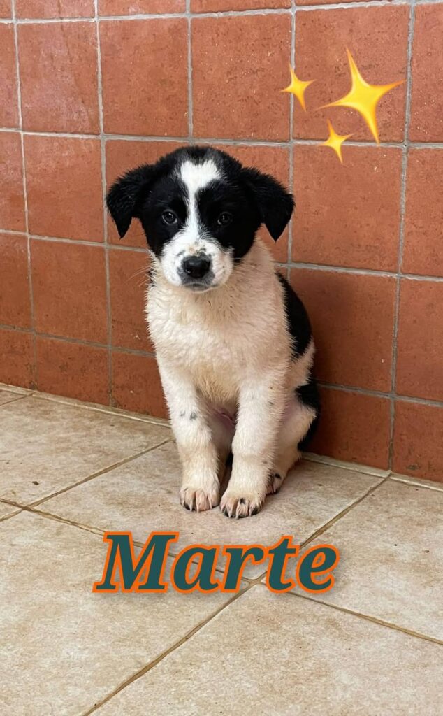 MARTE