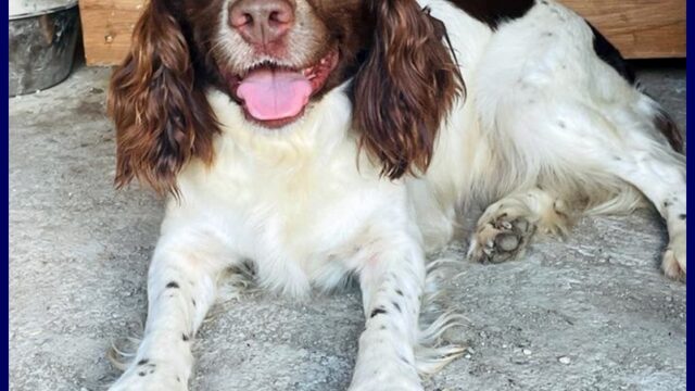 CREPE meravigliosa spinger spaniel 5 anni