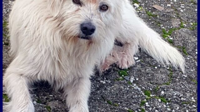 GRINGO simil terrierino vive in strada esposto ai pericoli