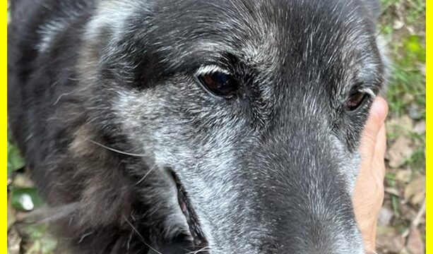 ZAMPA stupendo nonnino 13 anni ama la vita