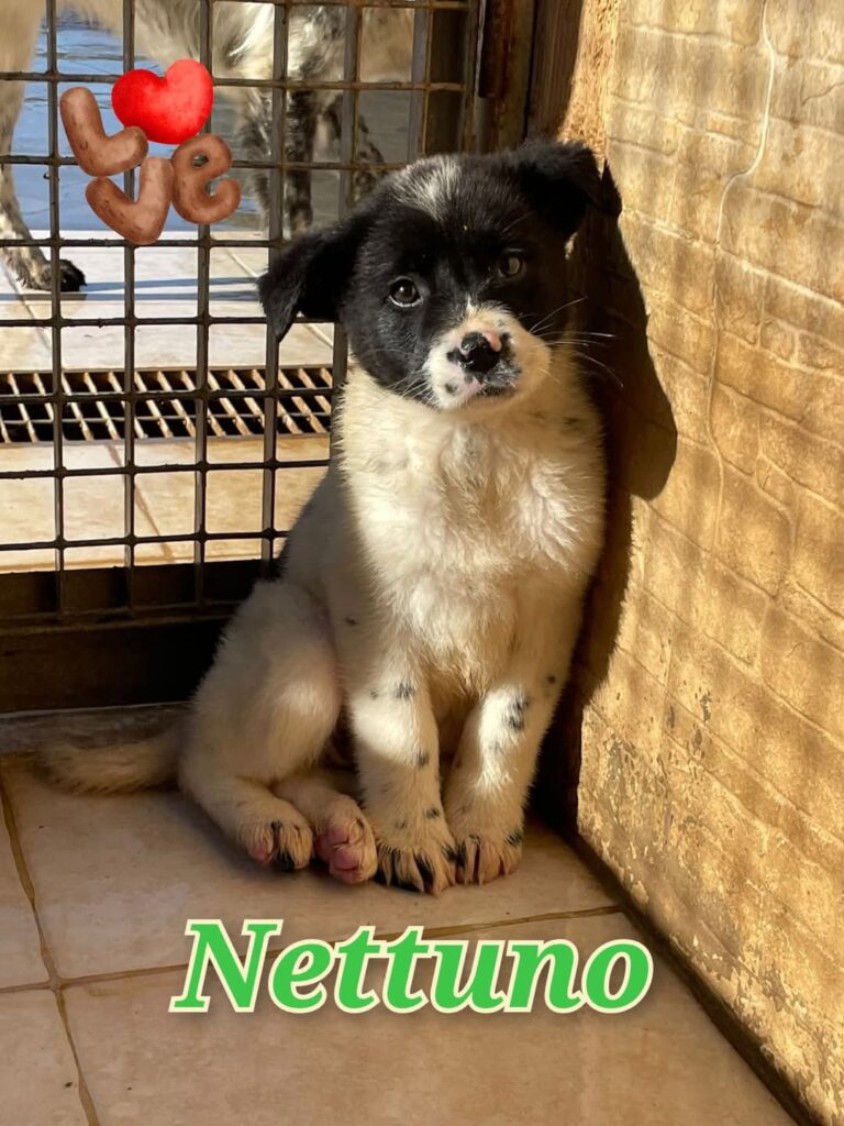 NETTUNO