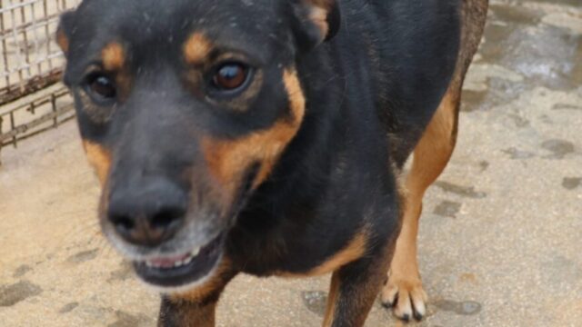 TITTA, cagnolina di taglia medio contenuta