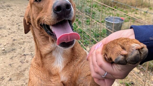 CORFU’ cucciolone meraviglioso e giocherellone