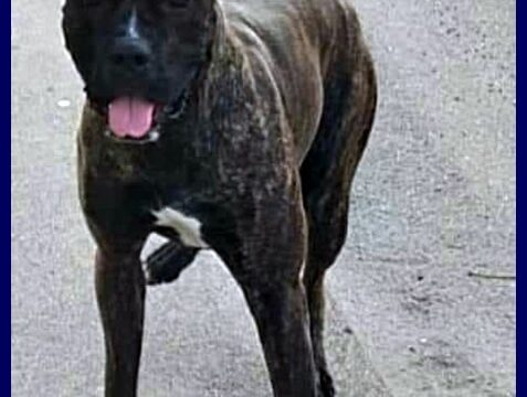 TYSON mix amastaff pitbull muore la padrona e i suoi parenti non lo vogliono